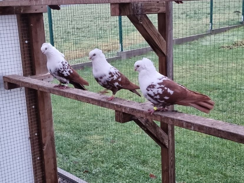  - Pestrit de Timisoara 2024