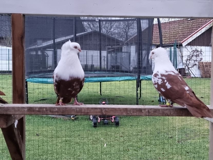  - Pestrit de Timisoara 2024