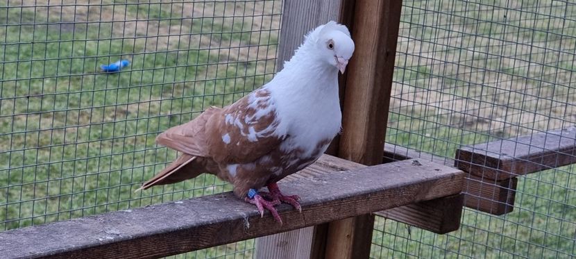  - Pestrit de Timisoara 2024