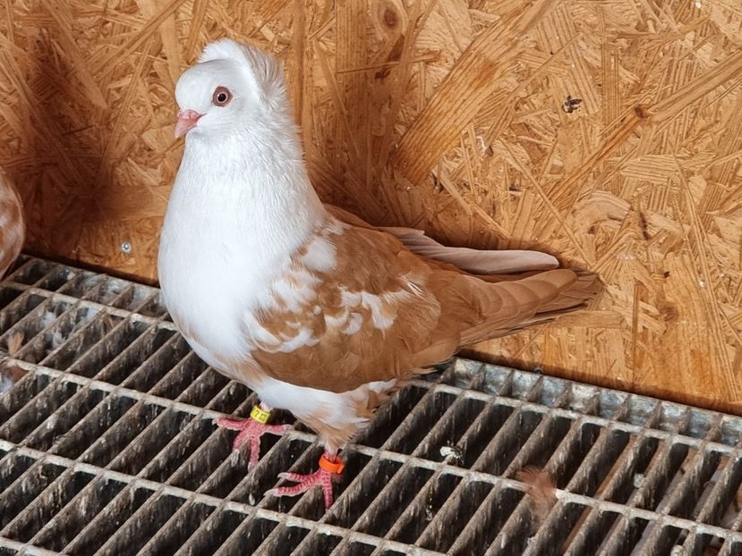  - Pestrit de Timisoara 2024