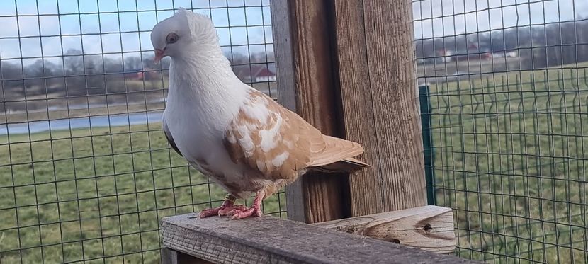  - Pestrit de Timisoara 2024