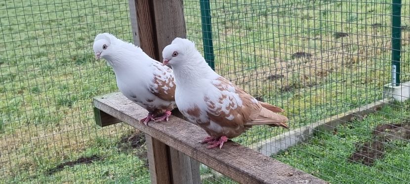  - Pestrit de Timisoara 2024