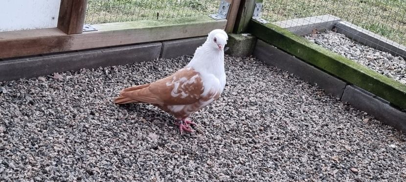  - Pestrit de Timisoara 2024