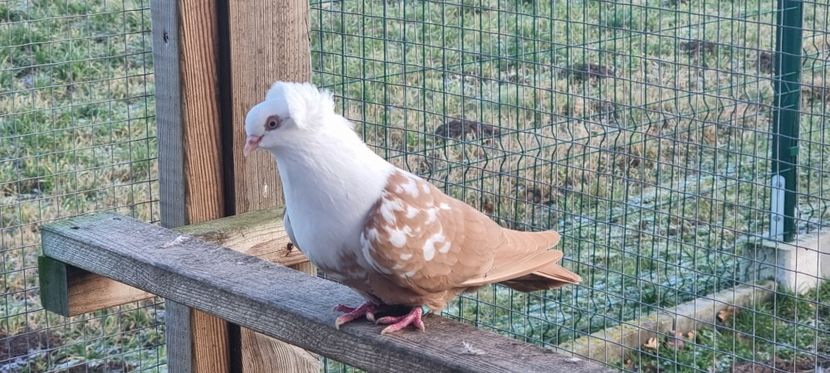  - Pestrit de Timisoara 2024