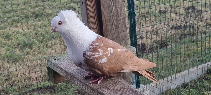  - Pestrit de Timisoara 2024