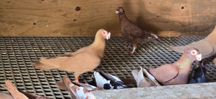  - Carunculat de Oradea 2024