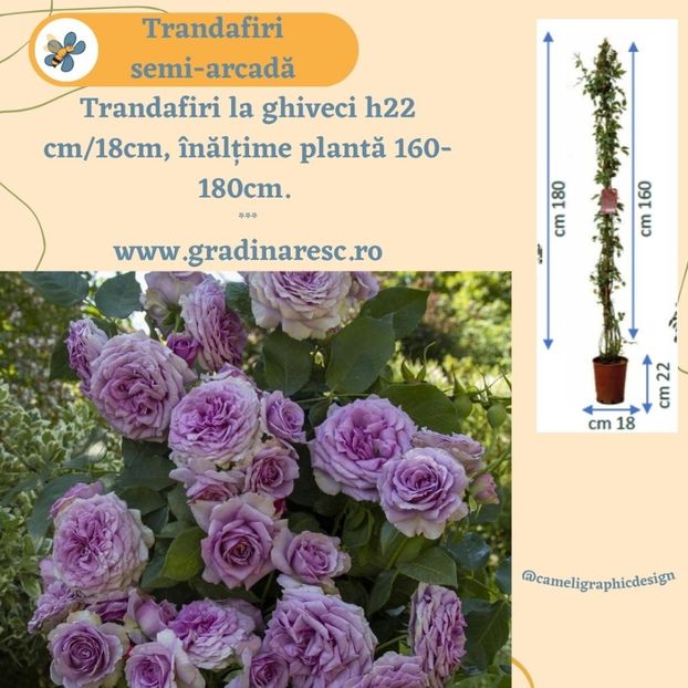 Quicksilver_Trandafiri semi-arcada_ - Trandafiri semi-arcadă