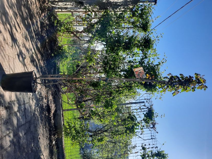 Poza bruta_Pierre de Ronsard_15 aprilie 24 - Trandafiri semi-arcadă