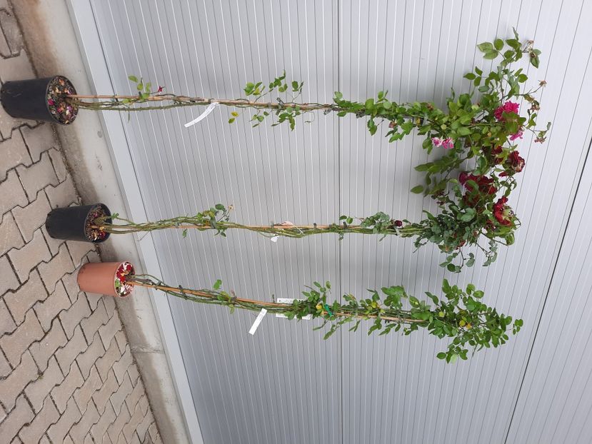 Poza bruta stanga Laguna Amadeus Papi Delbard 23 05 24 - Trandafiri semi-arcadă