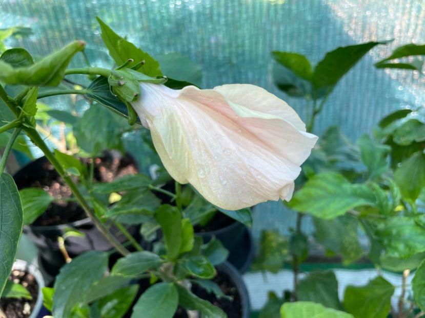  - Clasici - Apricot Dublu și Alb Dublu