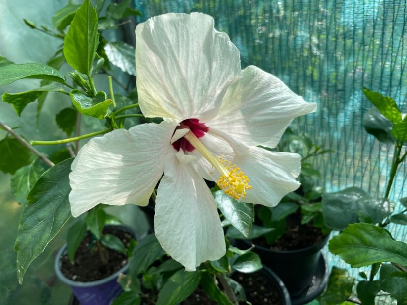  - Clasici - Apricot Dublu și Alb Dublu