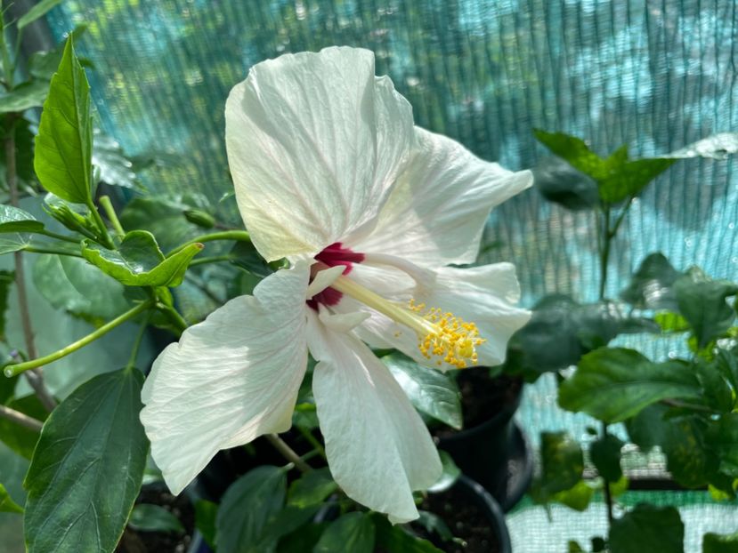  - Clasici - Apricot Dublu și Alb Dublu