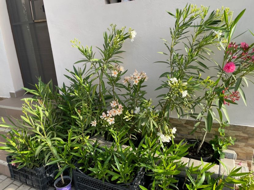  - 0006 - Leandri 2023-2024-2025