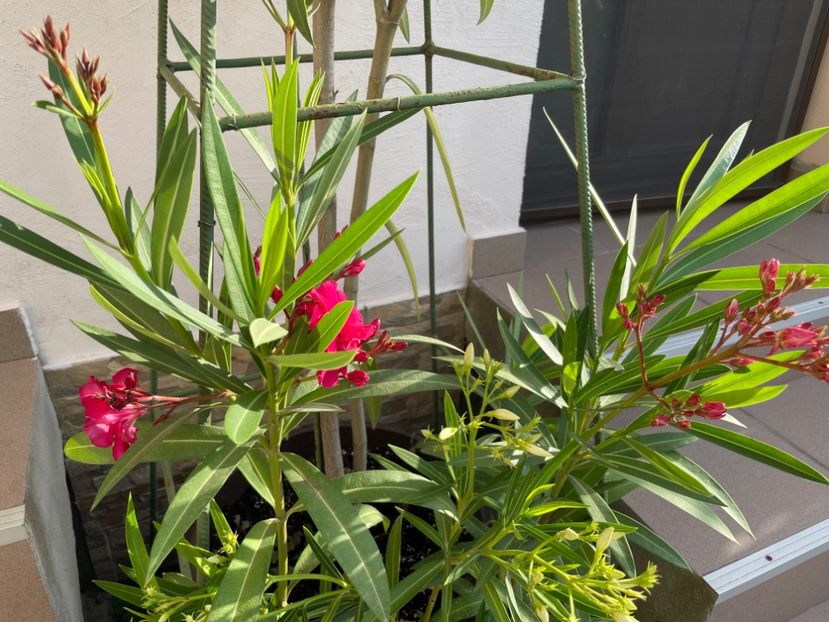  - 0006 - Leandri 2023-2024-2025