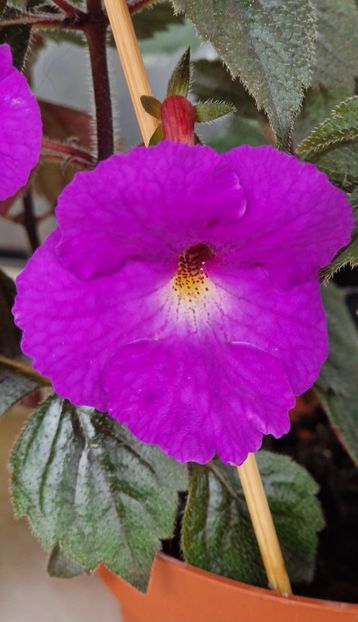 Pulcherrima - Achimenes 2024