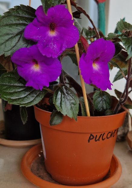  - Pulcherrima p