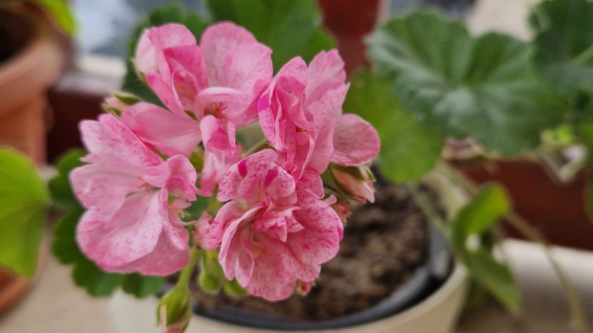 Mosaic pink - Muscate 2024