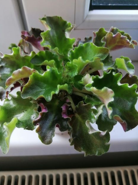  - Rob_s Antique Rose