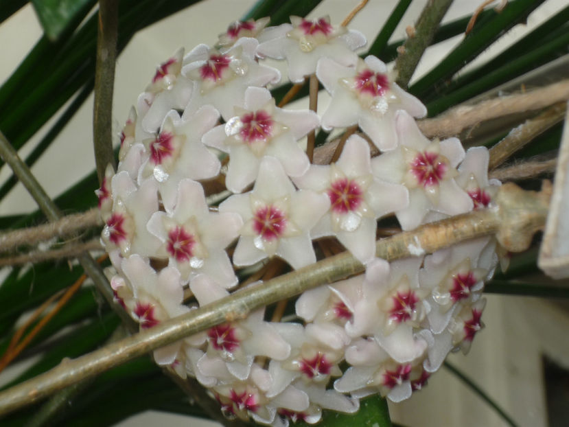 P1060099 - Vara 2024