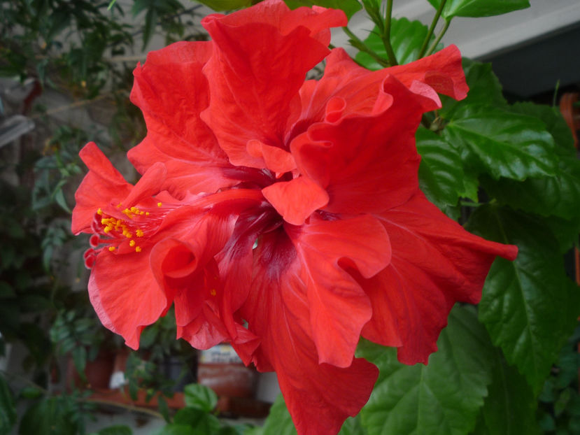 P1060117 - Vara 2024