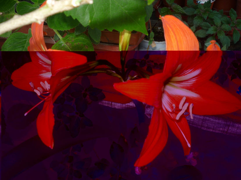 P1060130 - Vara 2024