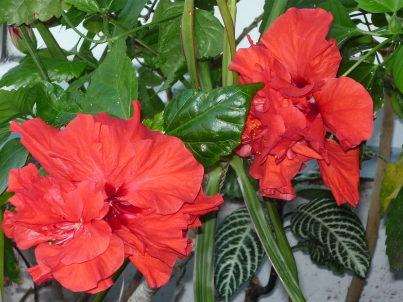 P1040074 - Vara 2024