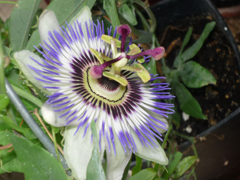 P1060419 - Vara 2024