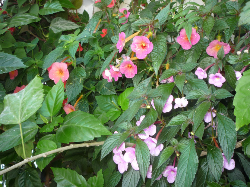 P1060460 - Vara 2024