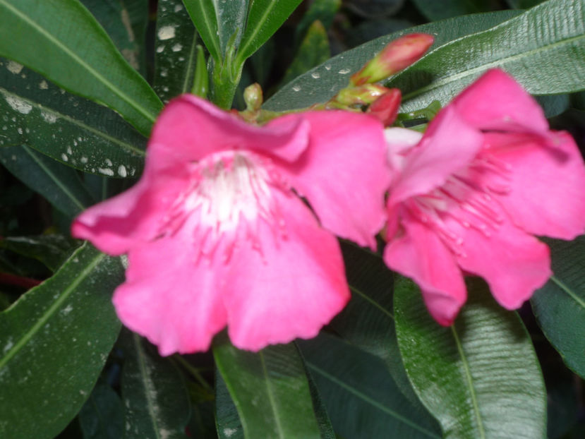 P1050910 - Vara 2024