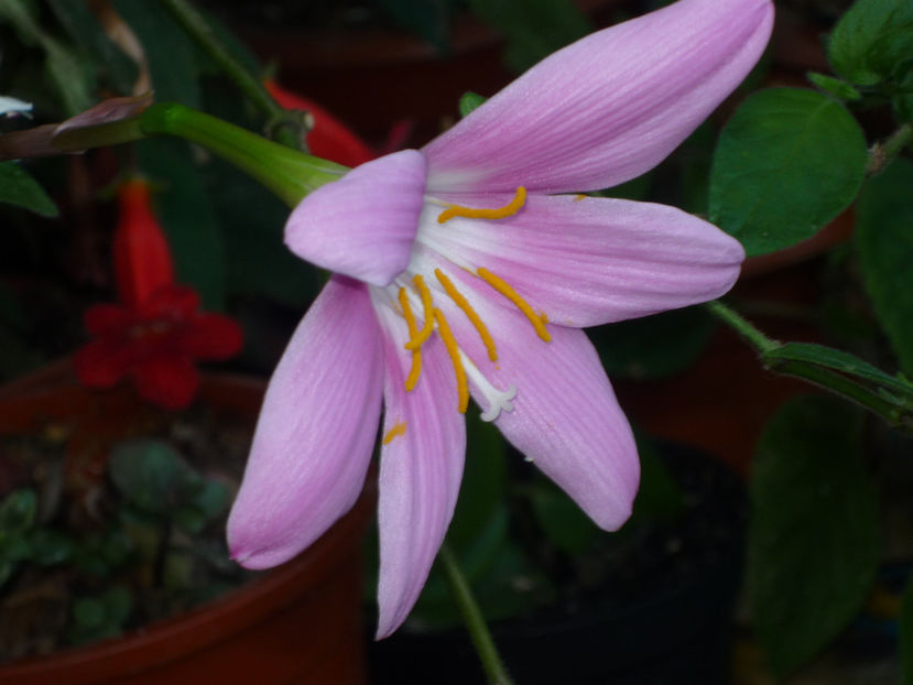 P1030494 - Vara 2024