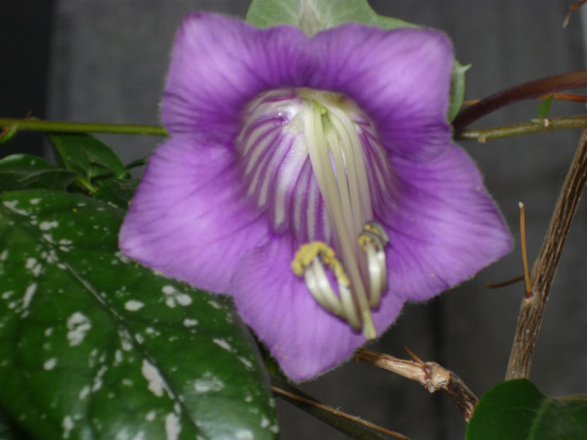 Kobea Blue - Vara 2024