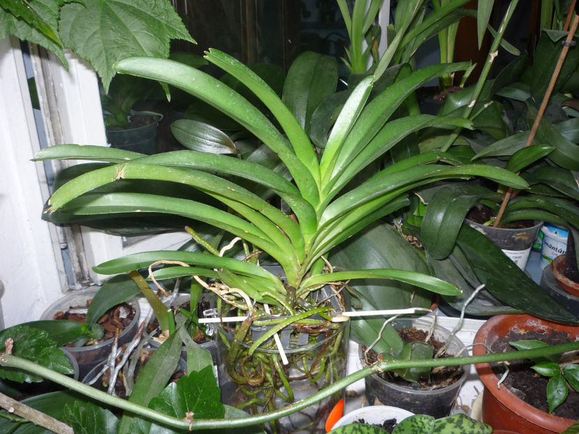 Vanda - Vara 2024