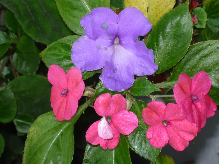 P1030793 - Vara 2024