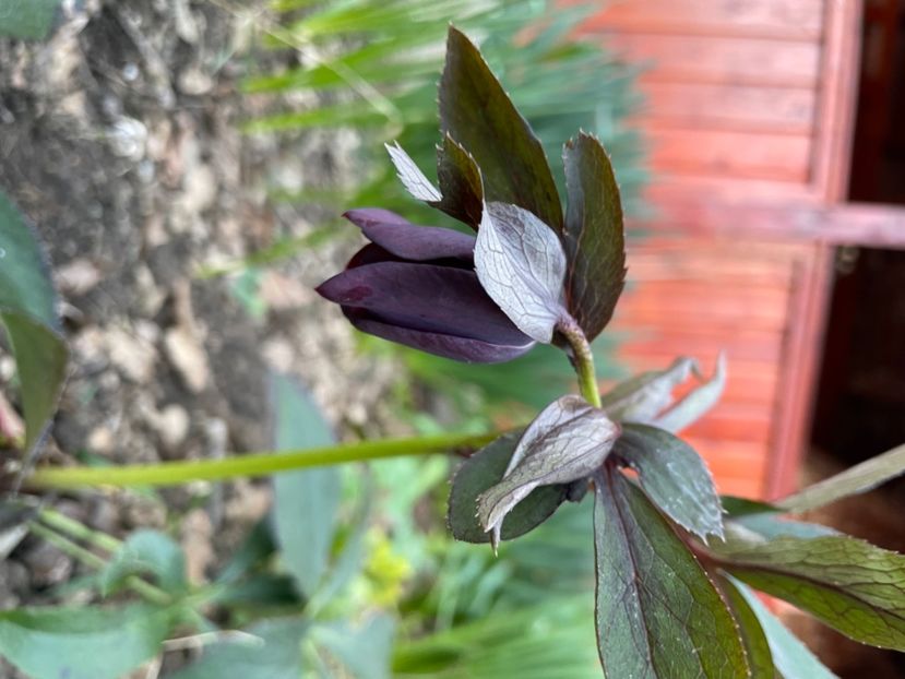 Spanz - Gradina 2024