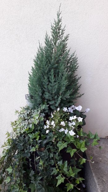 20230912_190928_Original - Gradina 2024