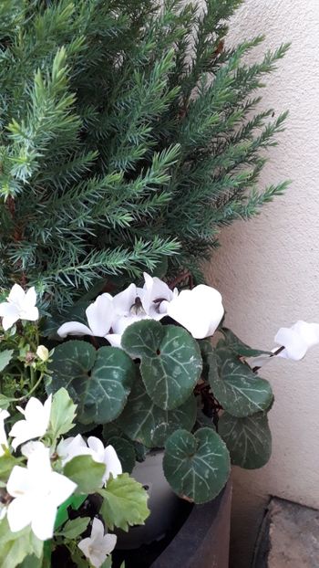 20230912_190916_Original - Gradina 2024