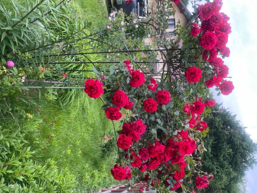  - Gradina 2024