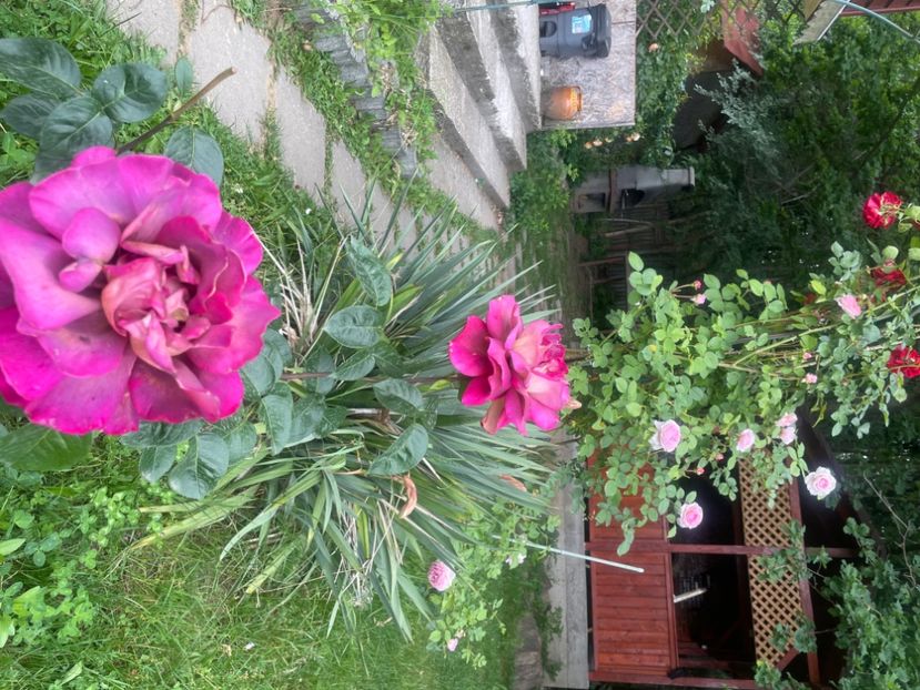  - Gradina 2024
