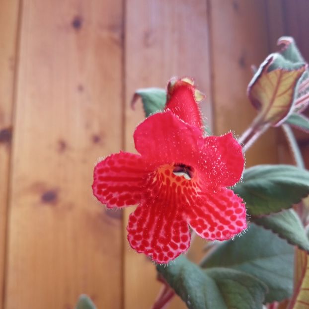2024 - Kohleria 1 - Eriantha