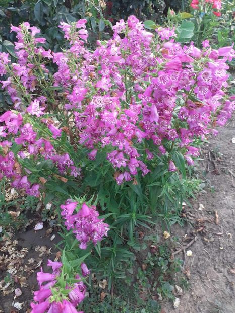  - 0 Penstemon Harlequin Magenta!