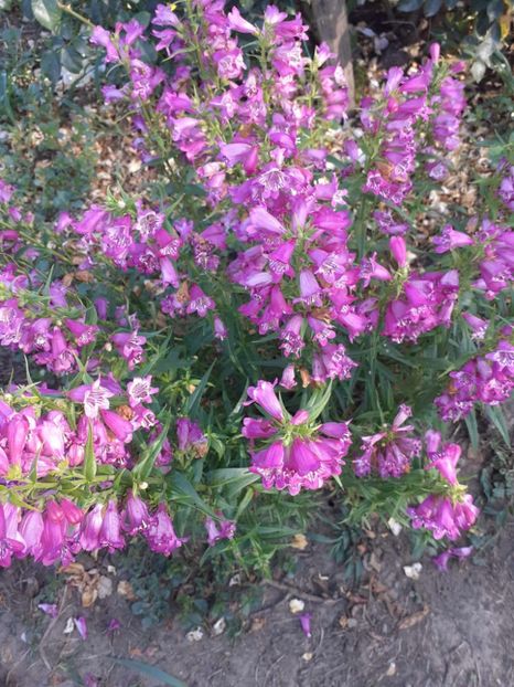  - 0 Penstemon Harlequin Magenta!