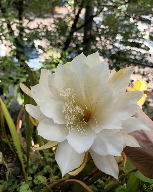  - Un uriaș drăguț