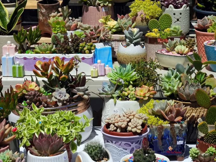 Ottawa - ChinaTown - Cactus 1 - E - FLOWERS - Flori