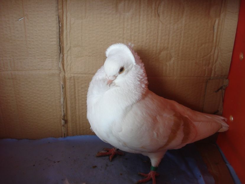 m 01-22 - perechile 2024