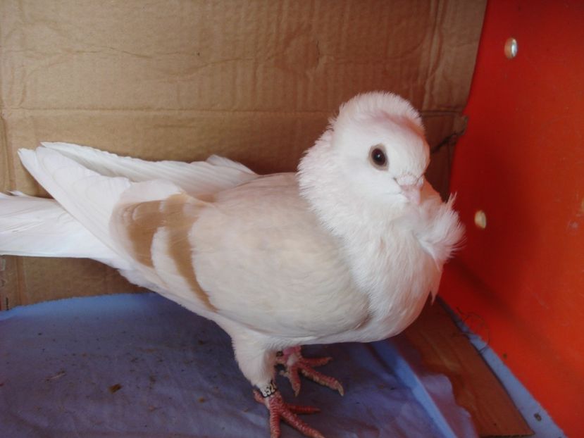 f 24-22 - perechile 2024