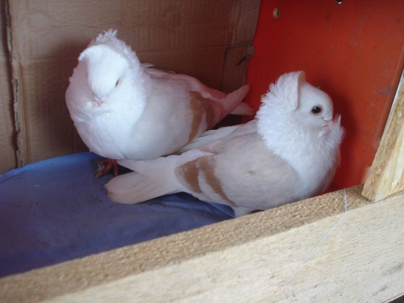 per 1 - perechile 2024