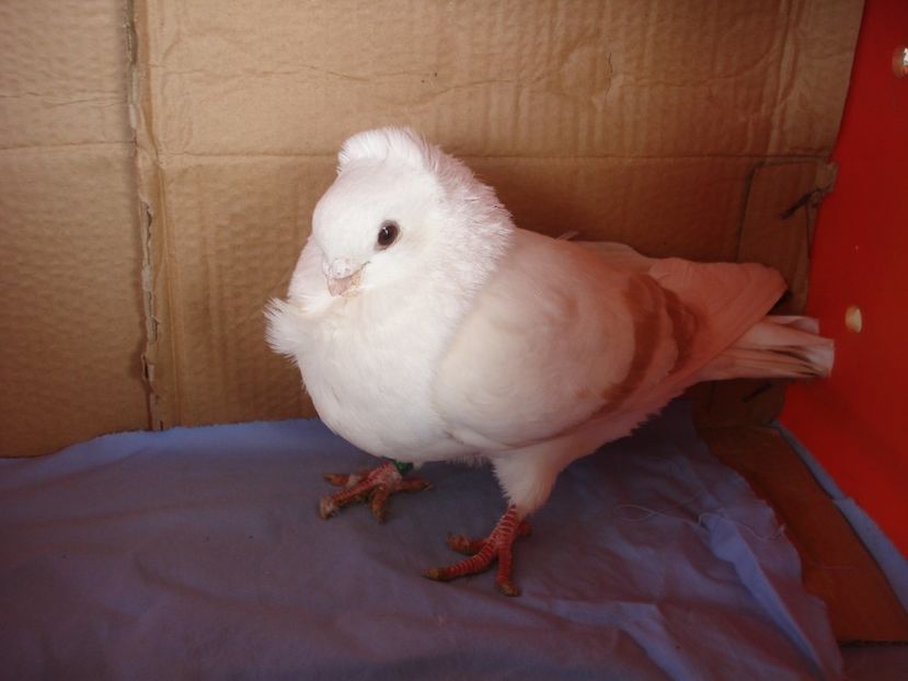 m 724-13 - perechile 2024