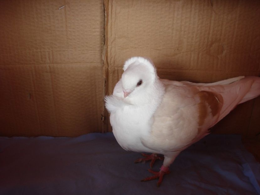 f 05-23 - perechile 2024