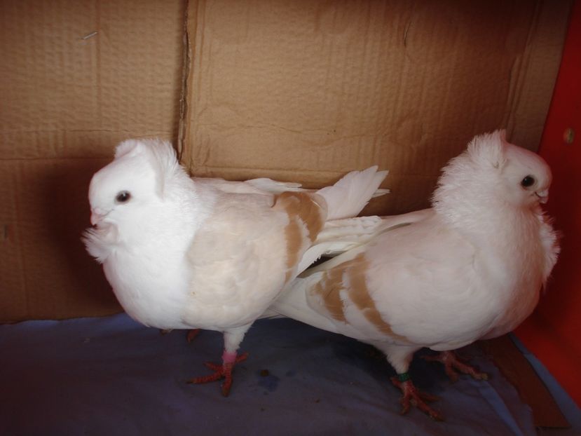 per 2 - perechile 2024