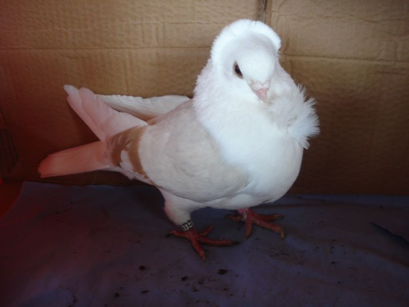 F 33-22 - perechile 2024